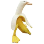 The Cool Ducks!