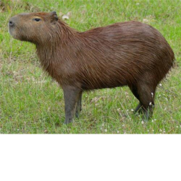 capybara training camp (NEW)