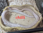 Moon wing Hang out