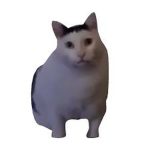 HUH Cat