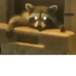 Raccoon Clan (DO NOT COPY)