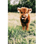 SWAGGY COWS