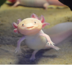 The Axolotl Clan!