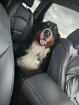Bernese Kings