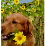 soot's flowerfield