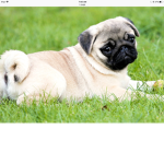 # ThePugSquad