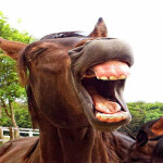 horse3 :)  [10버전 업데이트]