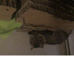 Cat poop poop diaper poop poop hello hello hi hi h