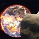 The Cool Dog Cult