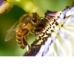 •Bee honey•