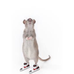 =RATZwithVELCROkicks=