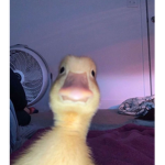 The Duck World Cult