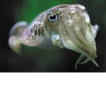 not a cuttlefish