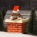 Snowy Hedgehogs