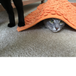 THE KILLING CATS