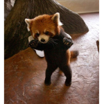 Foxez