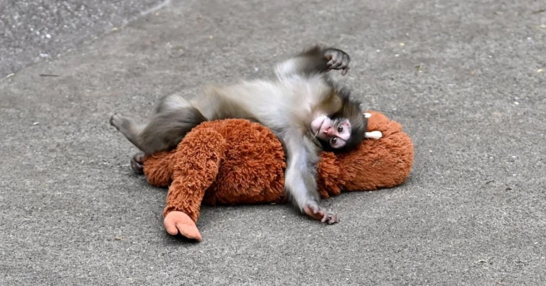 🐵 モンキーパンチVSバリス!