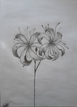 w.poisonlily Group Thumbnail