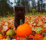 - aves pumpkin patch -