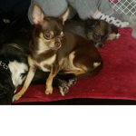 Chihuahua familly