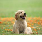 Love Puppys Squad