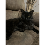 BlackCatSociety