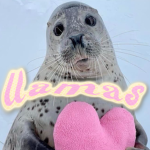 <3 llamas