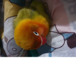 Gila bogendh