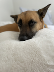 Cute dog is so so cute