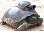 Turtle swat club