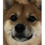 Shiba inu Luna group
