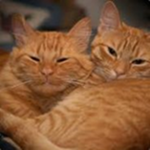 The Ginger Cats