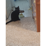 Cat/dino