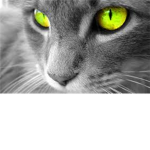 *-SlyClan-*