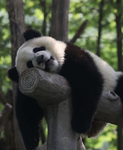 Pandinaz