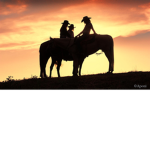 ~*~ Wild Hearts Stables ~*~ English and Western