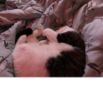 Kitty cat I love cats