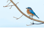 birds flock:)
