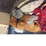Angels and demons Wiener dogs to