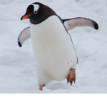 The Drippy Penguins Hoya