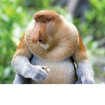 gang of monkeys