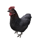Black Chicken  on head