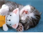 A world of Kitty Luvers