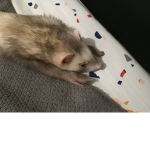 |-| Ferret Cult |-|