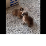 Baby floppa