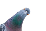 Pigeons group!