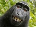 yba monkey group