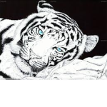 Family ; White Tiger
