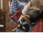 She is a Chihuahua