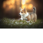 corgi combined